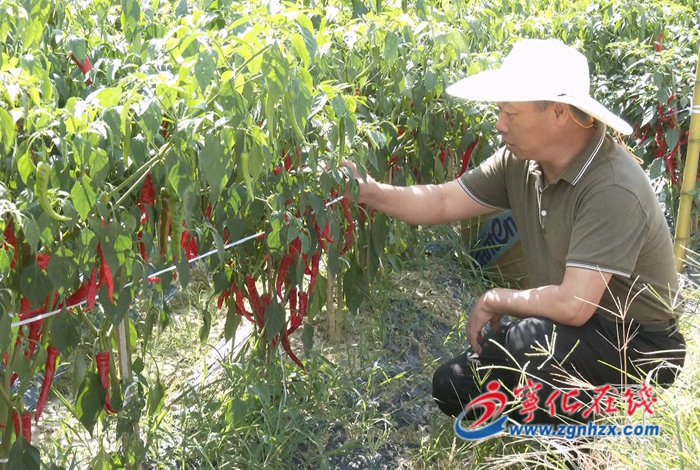 寧化:舉行牛角椒提純復壯與示范推廣項目現場觀摩會