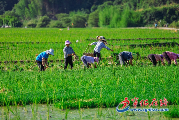 寧化曹坊:訂單式種植5000畝水稻制種