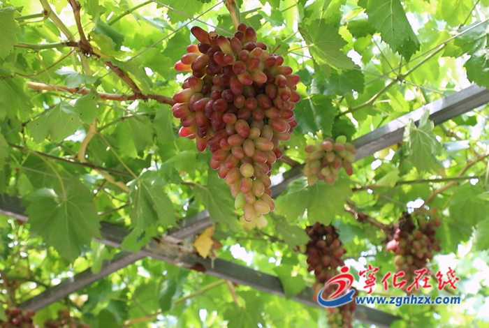 寧化石壁鎮(zhèn):特色農(nóng)業(yè)奏響鄉(xiāng)村振興“豐收曲”