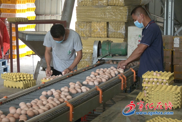 方田鄉(xiāng):現(xiàn)代化蛋雞養(yǎng)殖擴(kuò)產(chǎn)助力鄉(xiāng)村振興