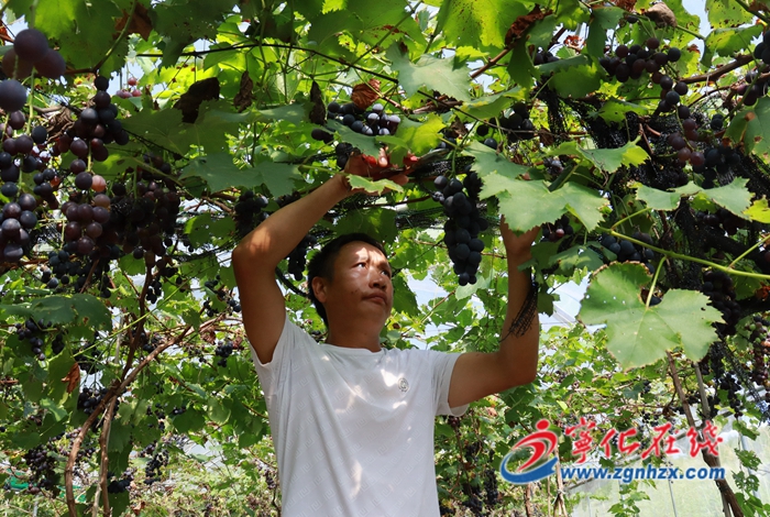 寧化淮土鎮：葡萄綴滿枝 采摘正當時