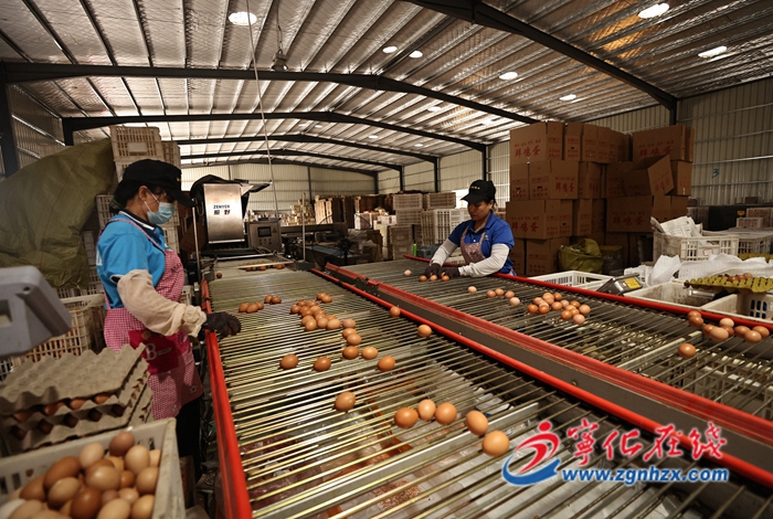 水茜鎮：40萬羽蛋雞養殖孵出致富“金蛋”