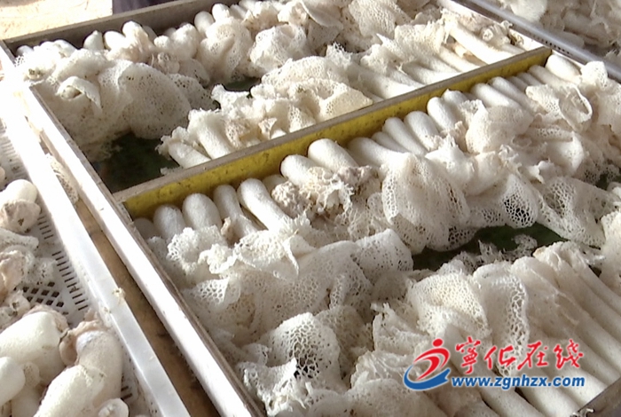 寧化湖村：小竹蓀撐起村民“致富傘”