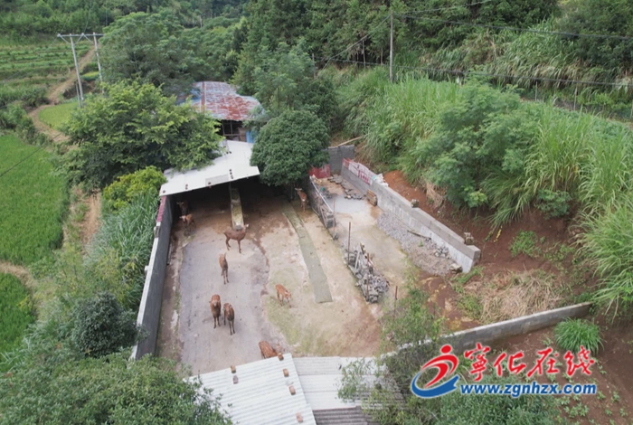 寧化湖村鎮:特色養殖助發展 鄉村振興有“鹿”子