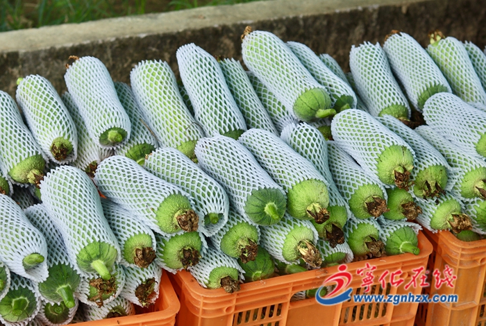 寧化泉上：翡翠絲瓜喜獲豐收