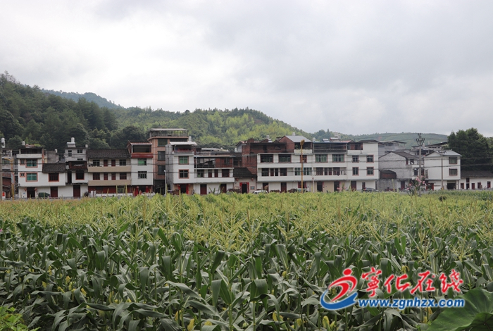 寧化治平畬族鄉(xiāng)：發(fā)展富民產業(yè) 玉米豐收好時節(jié)