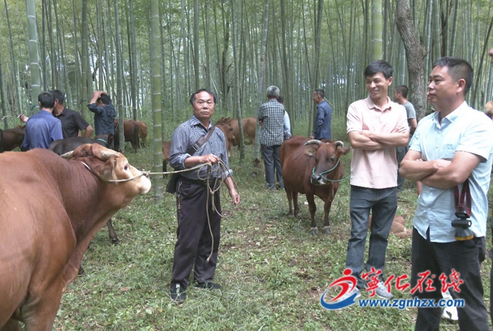 寧化湖村：鄉(xiāng)村傳統(tǒng)牛市火爆