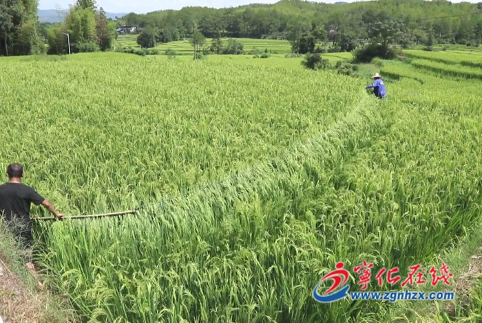 寧化石壁:黨建引領(lǐng)產(chǎn)業(yè)強(qiáng) 鄉(xiāng)村振興“稻”路寬