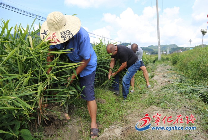 寧化縣曹坊鎮:胖姜喜豐收 姜農采收忙