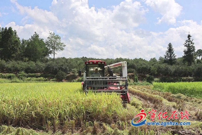寧化水茜鎮:高標準農田助豐收