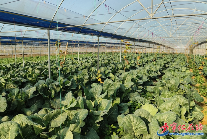 學思想 強黨性 重實踐 建新功│寧化淮土:致富花繪就好“豐”景