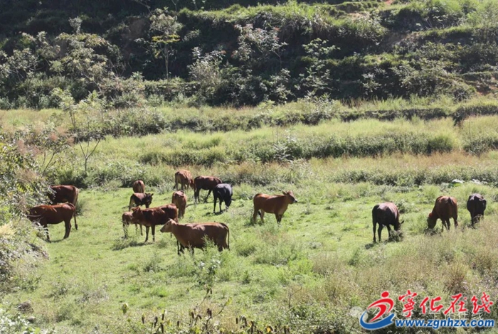 寧化：堅持26年發展養牛業 林業工人成“養牛倌”