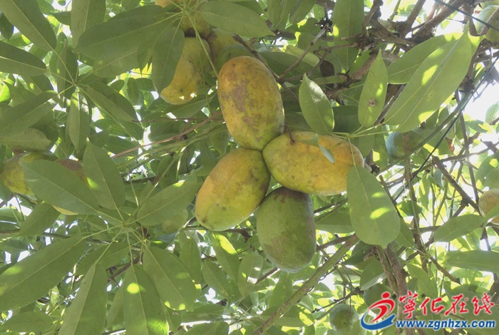 城郊鎮(zhèn):九月黃采摘正當(dāng)時