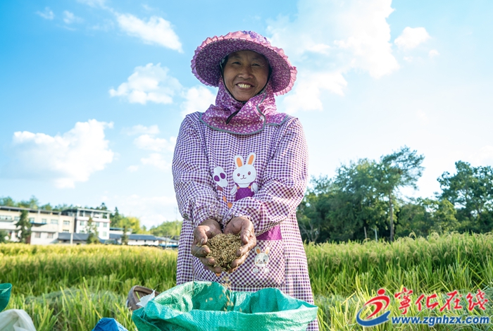 石壁鎮(zhèn)：萬畝糯稻迎來豐收季