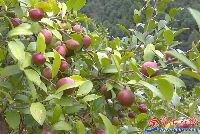 曹坊鎮:油茶豐產 助農增收