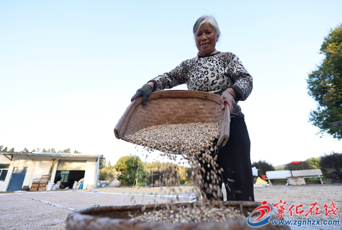 淮土鎮：薏米豐收 助力鄉村振興