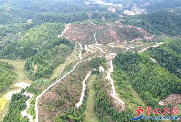 寧化：做好“油茶+”文章 拓寬“兩山”轉(zhuǎn)化新路