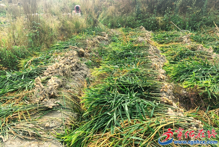 寧化曹坊：胖姜喜迎豐收