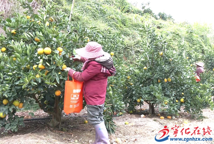 中沙鄉：千畝臍橙喜豐收