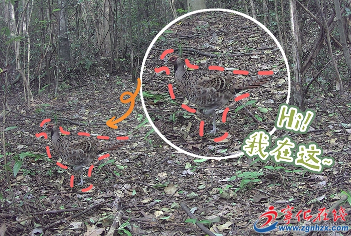 青山綠水是無價之寶 | 這種國寶首次在寧化被發(fā)現(xiàn)！