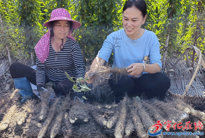寧化曹坊：“紅土地”里挖出“小金條”