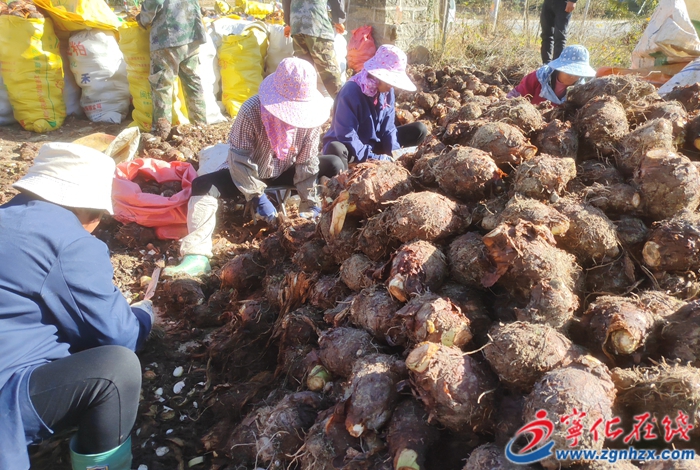 寧化曹坊千畝檳榔芋喜迎豐收