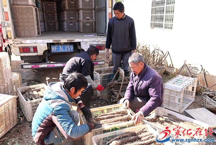 曹坊鎮：田間地頭迎豐收 淮山收購正當時