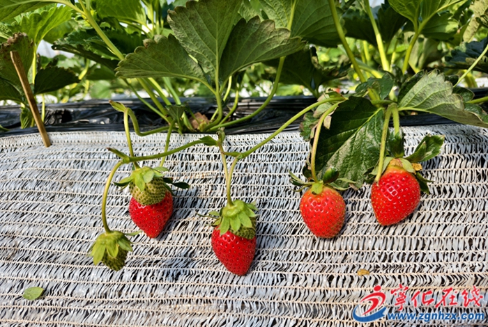 石壁鎮：草莓采摘正當時 草莓園迎來豐收季