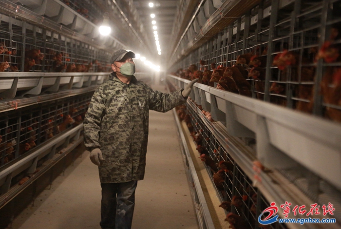 寧化湖村鎮：擴容升級 “小蛋雞”孵出大產業