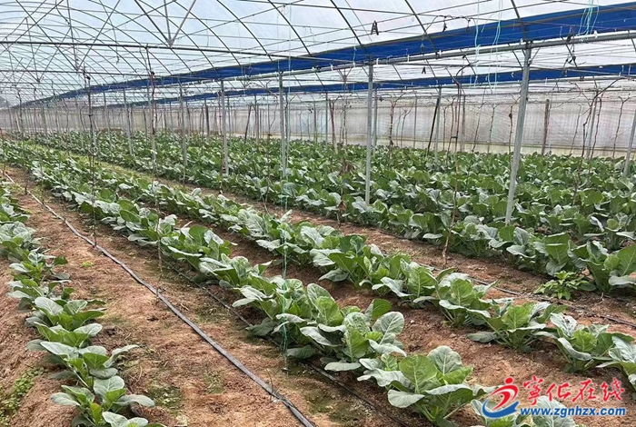 寧化淮土鎮：有機花菜 富村又富民