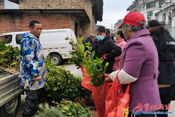 寧化曹坊：人勤春早苗木俏銷