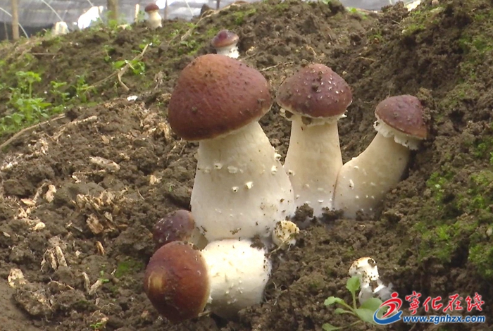湖村鎮：“菌中之王”赤松茸喜迎豐收