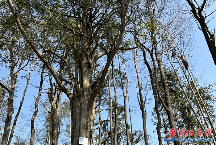 濟(jì)村鄉(xiāng):加強(qiáng)古樹維護(hù),守護(hù)“綠色文物”