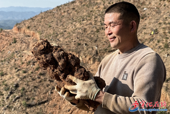 寧化:三月茯苓采收忙 一林多用效益高