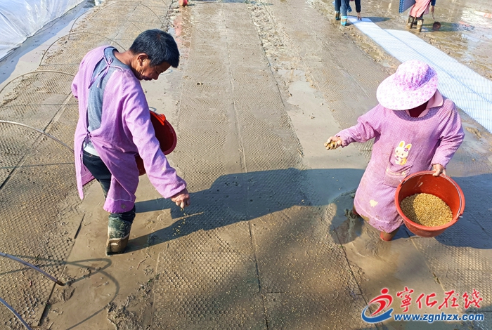 濟村鄉(xiāng)：不負農時不負春，早稻育秧播種忙