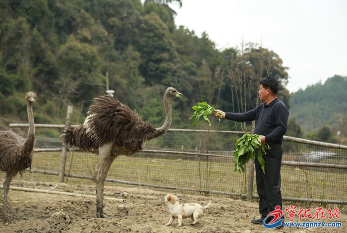 寧化：特色養殖“鴕”起致富路