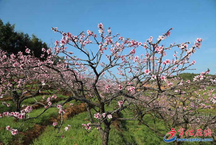 寧化:桃花盛開?綻出一年好“豐”景