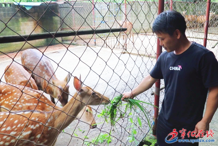 寧化：養殖梅花鹿 走上致富路
