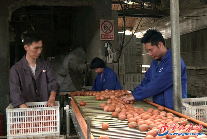 寧化中沙鄉(xiāng):養(yǎng)殖數(shù)字化 產(chǎn)出“黃金蛋”