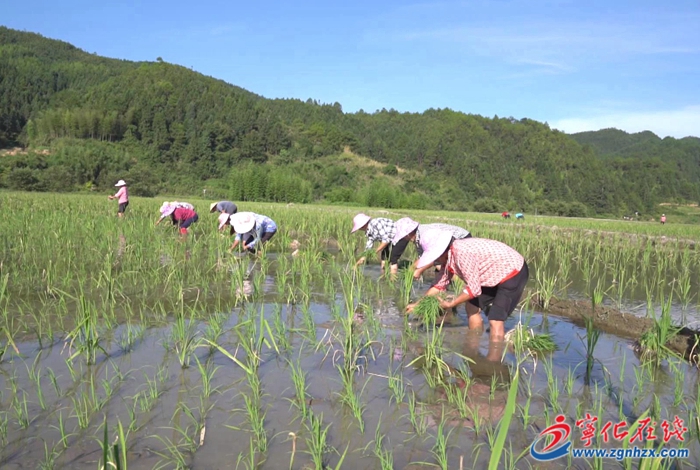 寧化：不誤農時！6000畝農田早稻插秧將結束