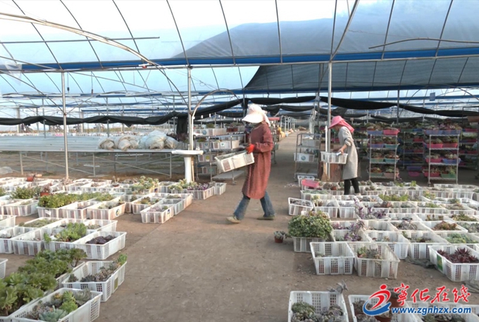 寧化：多肉大棚開出農旅融合“振興花”