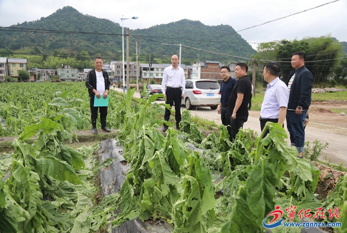 寧化縣領導調研指導煙葉抗災救災工作