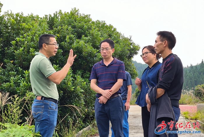 河龍鄉(xiāng)下伊村 :百畝楊梅結(jié)出致富果