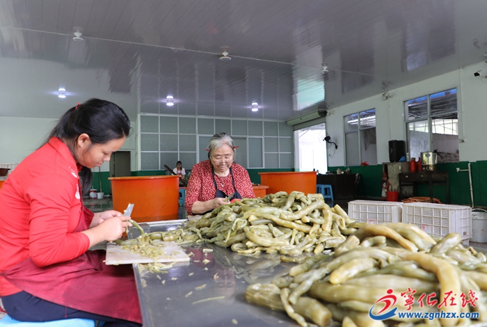 寧化：發(fā)揮協(xié)會(huì)力量，賦能鄉(xiāng)村振興