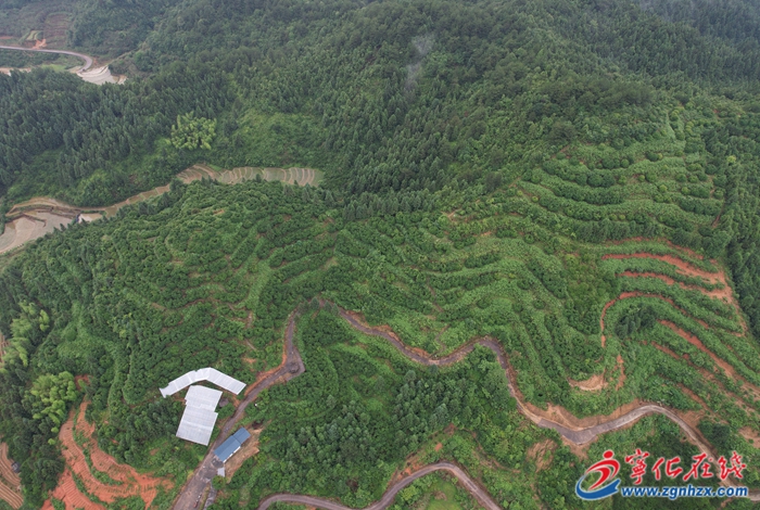 四領(lǐng)一促|(zhì)改革領(lǐng)先|河龍鄉(xiāng)：發(fā)展楊梅產(chǎn)業(yè) 助力鄉(xiāng)村振興