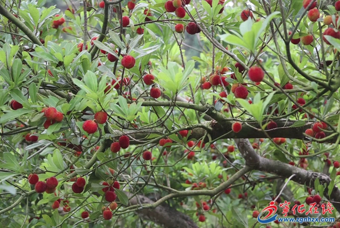 寧化中沙:楊梅采摘熱帶火鄉村游