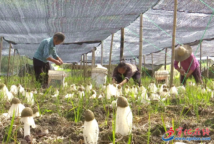 河龍鄉:竹蓀喜豐收 村民采摘忙