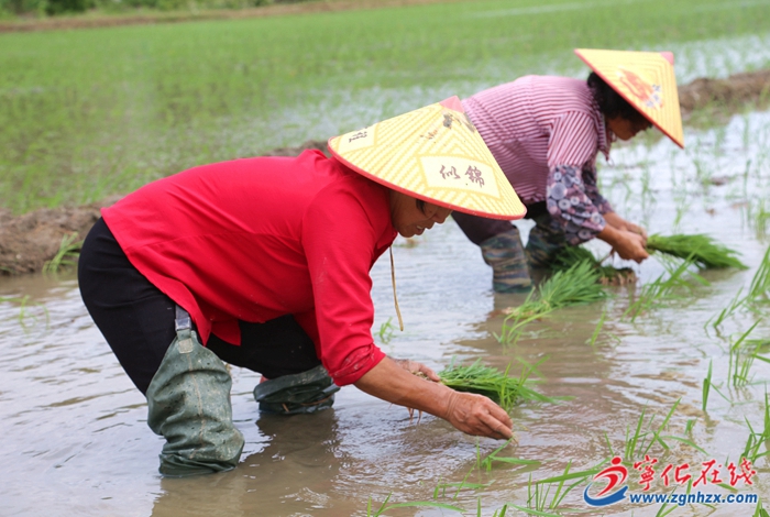 寧化：搶抓農(nóng)時(shí)有序推進(jìn)水稻制種