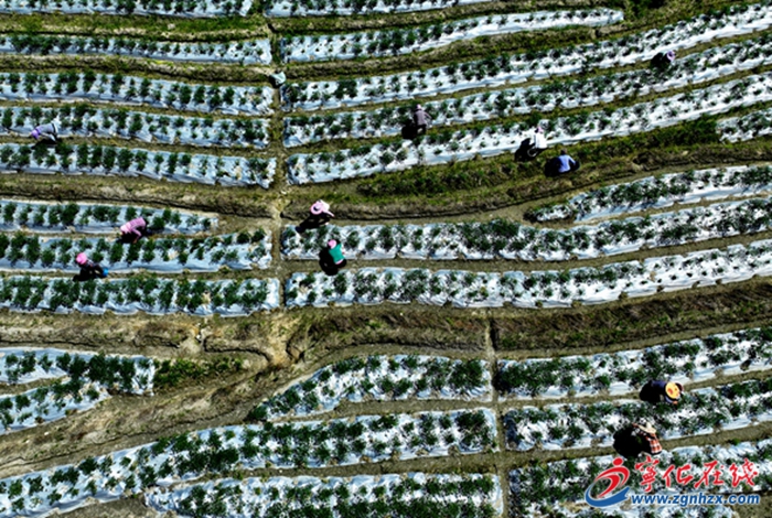 寧化水茜:辣椒豐收采摘忙