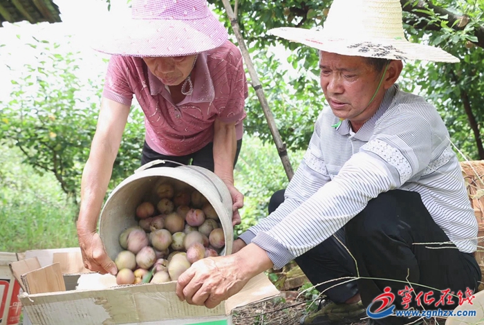 寧化:與臺風“賽跑” 趕晴搶收忙